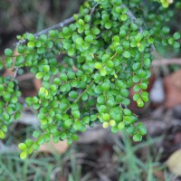 Diospyros nummulariifolia Kosterm.